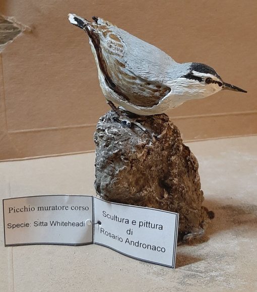 Picchio muratore corso in scultura di argilla - immagine 2