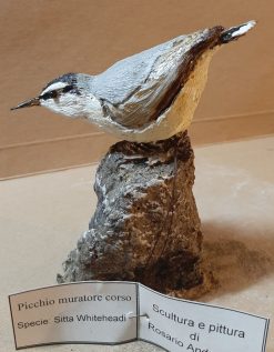 Picchio muratore corso in scultura di argilla
