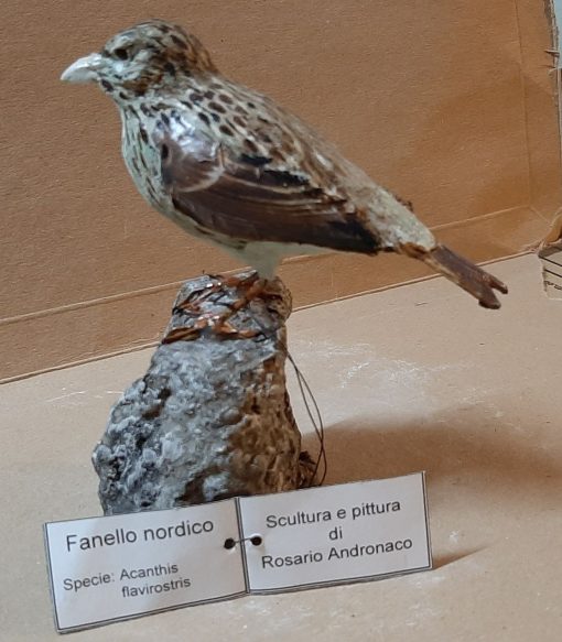 Fanello nordico in scultura di argilla
