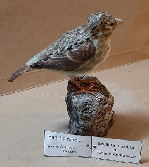 Fanello nordico in scultura di argilla - immagine 2