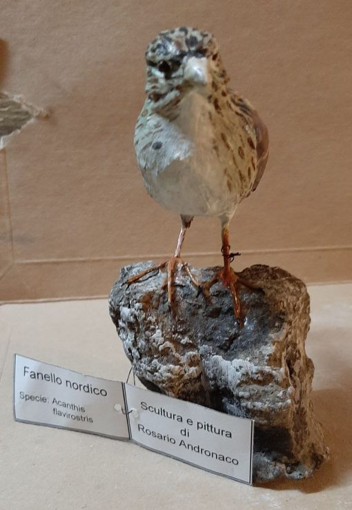 Fanello nordico in scultura di argilla - immagine 3