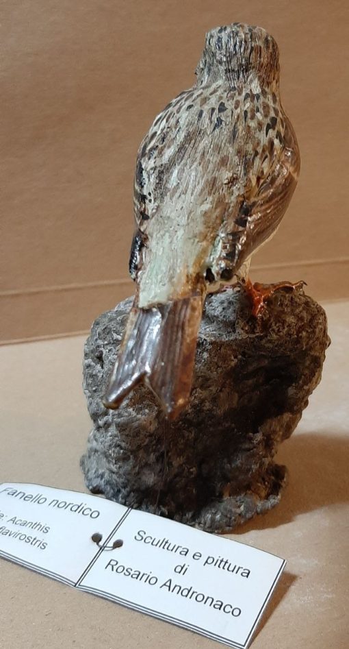 Fanello nordico in scultura di argilla - immagine 4