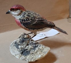 Ciuffolotto scarlatto in scultura di argilla