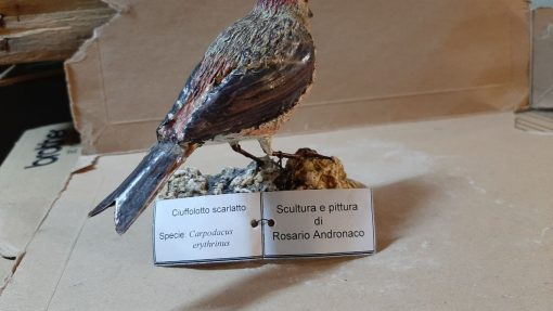 Ciuffolotto scarlatto in scultura di argilla - immagine 4