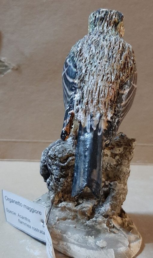 Organetto maggiore in scultura di argilla - immagine 4