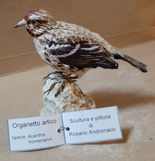 Organetto artico in scultura di argilla
