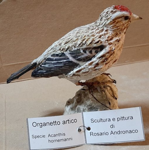 Organetto artico in scultura di argilla - immagine 2