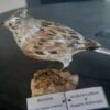 Allodola in scultura di argilla