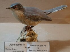 Occhiocotto in scultura di argilla