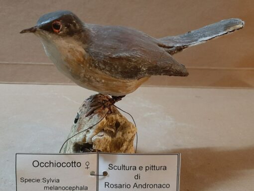 Occhiocotto in scultura di argilla