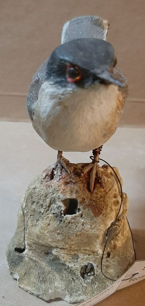 Occhiocotto in scultura di argilla - immagine 3