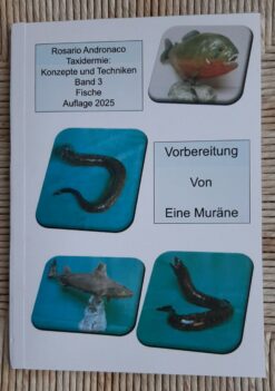 Taxidermie, Fischpräparation einer Muräne Ausgabe 2025