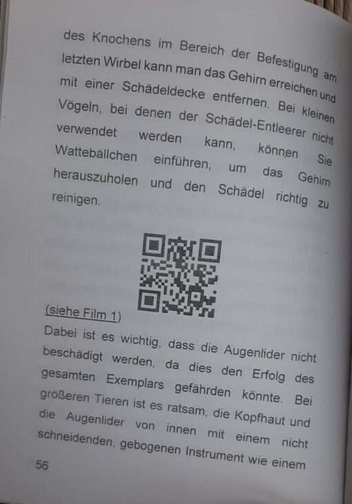 Taxidermie, Fischpräparation einer Muräne Ausgabe 2025 - immagine 2