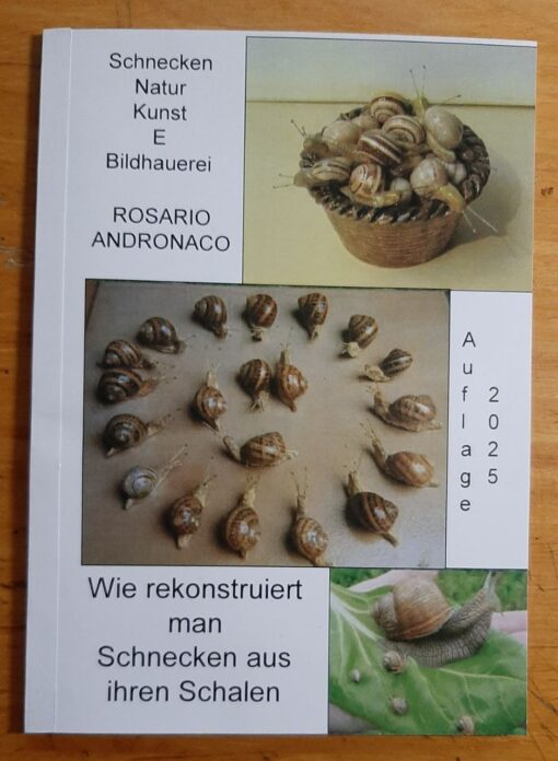 Schnecken Natur Kunst und Skulptur wie man Schnecken aus Muscheln rekonstruiert Ausgabe 2025