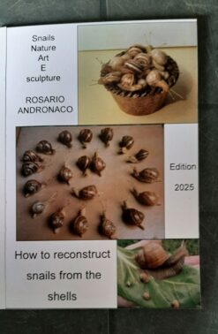 Snails Nature art and sculpture how to reconstruct snails from shells Edition 2025