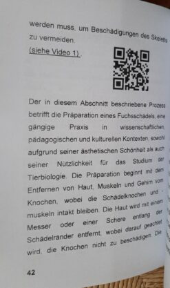 Alternative view of Taxidermie, Präparation von Tierschädeln