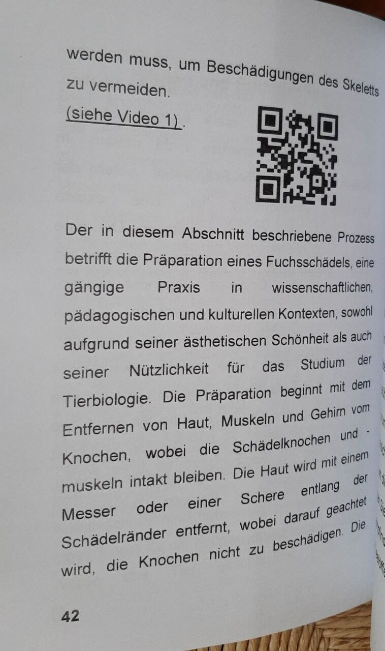 Taxidermie, Präparation von Tierschädeln - immagine 2