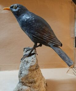 Storno nero in scultura di argilla