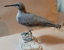 Piro piro culbianco in scultura di argilla
