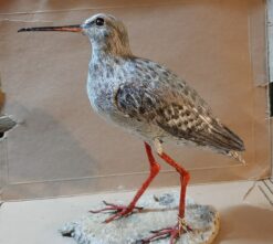 Totano moro in scultura di argilla