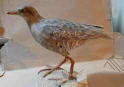 Re di quaglie in scultura di argilla