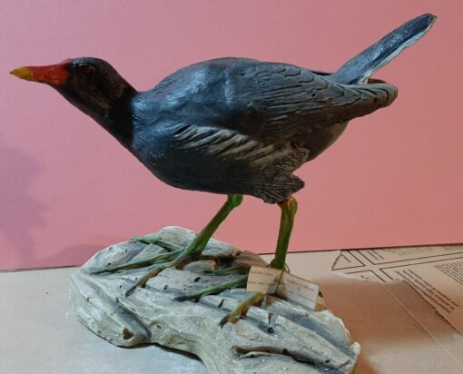 Gallinella d’acqua in scultura di argilla - immagine 2