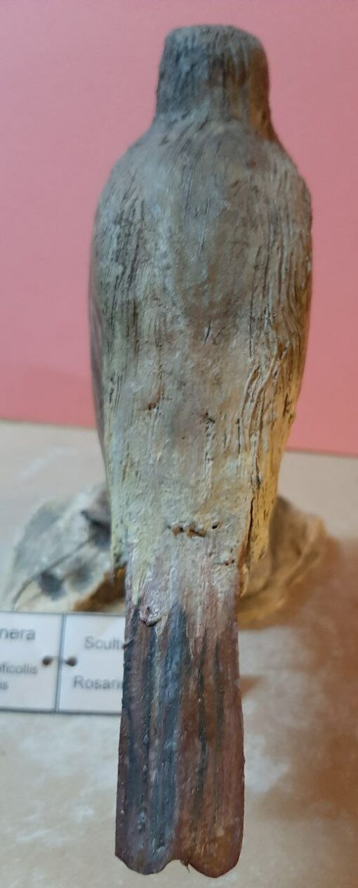 Tordo golanera in scultura di argilla - immagine 4