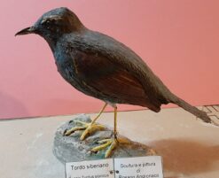 Tordo siberiano in scultura di argilla