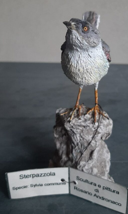 Sterpazzola in scultura di argilla - immagine 2