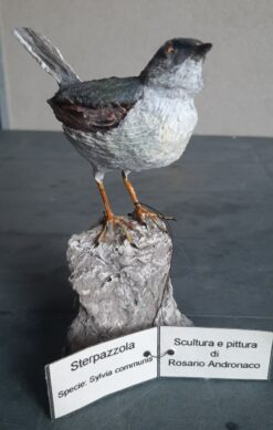 Sterpazzola in scultura di argilla