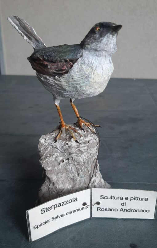Sterpazzola in scultura di argilla