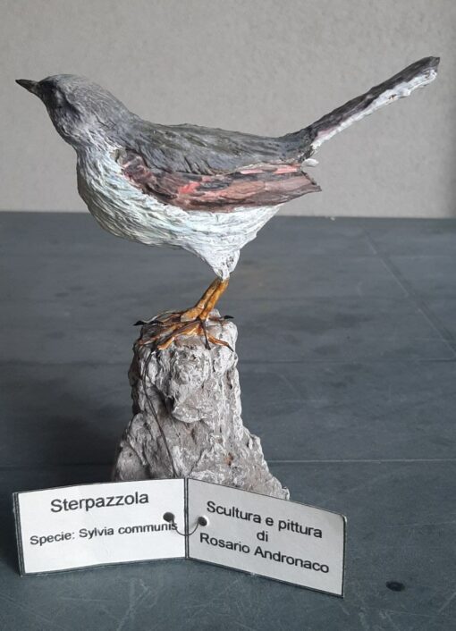 Sterpazzola in scultura di argilla - immagine 3