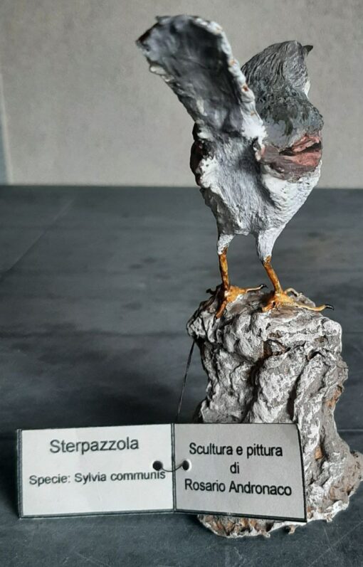 Sterpazzola in scultura di argilla - immagine 4