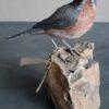 Sterpazzolina in scultura di argilla