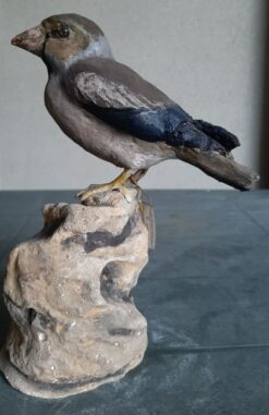 Frosone femmina in scultura di argilla