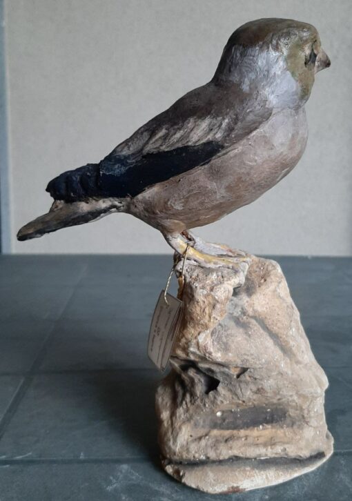 Frosone femmina in scultura di argilla - immagine 2