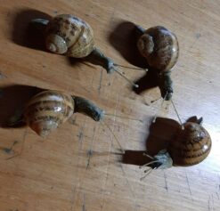 Chiocciole in scultura di argilla e dimensioni naturali