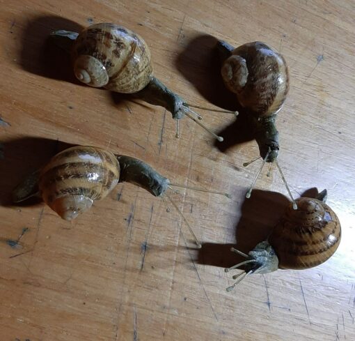Chiocciole in scultura di argilla e dimensioni naturali