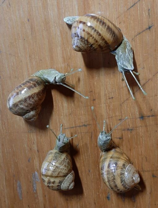 Chiocciole in scultura di argilla e dimensioni naturali - immagine 2