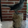 Capinera femmina, in scultura di argilla