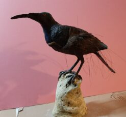 Paradisea becco a fucile i in scultura di argilla