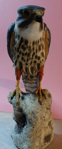 Lodolaio in scultura di argilla e dimensioni naturali