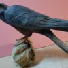 Falco cuculo in scultura di argilla e dimensioni naturali