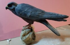 Falco cuculo in scultura di argilla e dimensioni naturali
