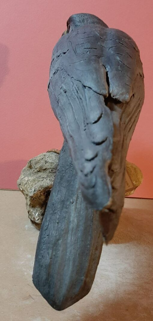 Falco cuculo in scultura di argilla e dimensioni naturali - immagine 4