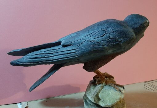 Falco cuculo in scultura di argilla e dimensioni naturali - immagine 2