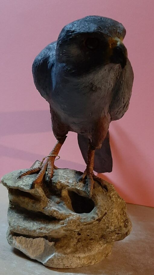 Falco cuculo in scultura di argilla e dimensioni naturali - immagine 3
