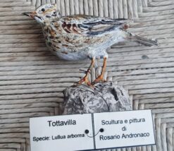 Tottavilla in scultura di argilla e dimensioni naturali