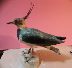 Pavoncella in scultura di argilla e dimensioni naturali