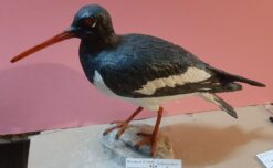 Beccaccia di mare in scultura di argilla e dimensioni naturali